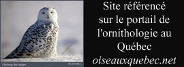 OiseauxQuebec.Net : Le Portail de l Ornithologie au Qu�bec